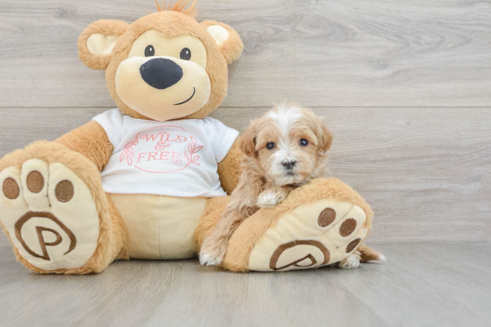 Friendly Maltipoo Baby