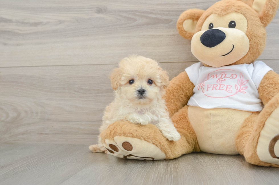 6 week old Maltipoo Puppy For Sale - Seaside Pups