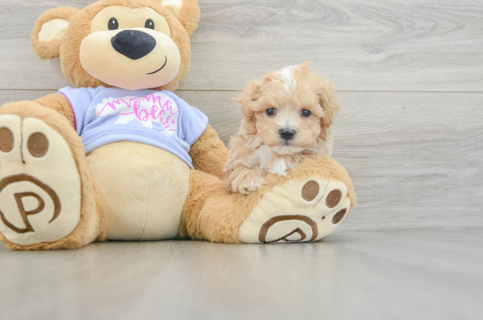 6 week old Maltipoo Puppy For Sale - Seaside Pups