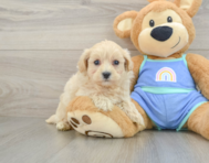 8 week old Maltipoo Puppy For Sale - Seaside Pups
