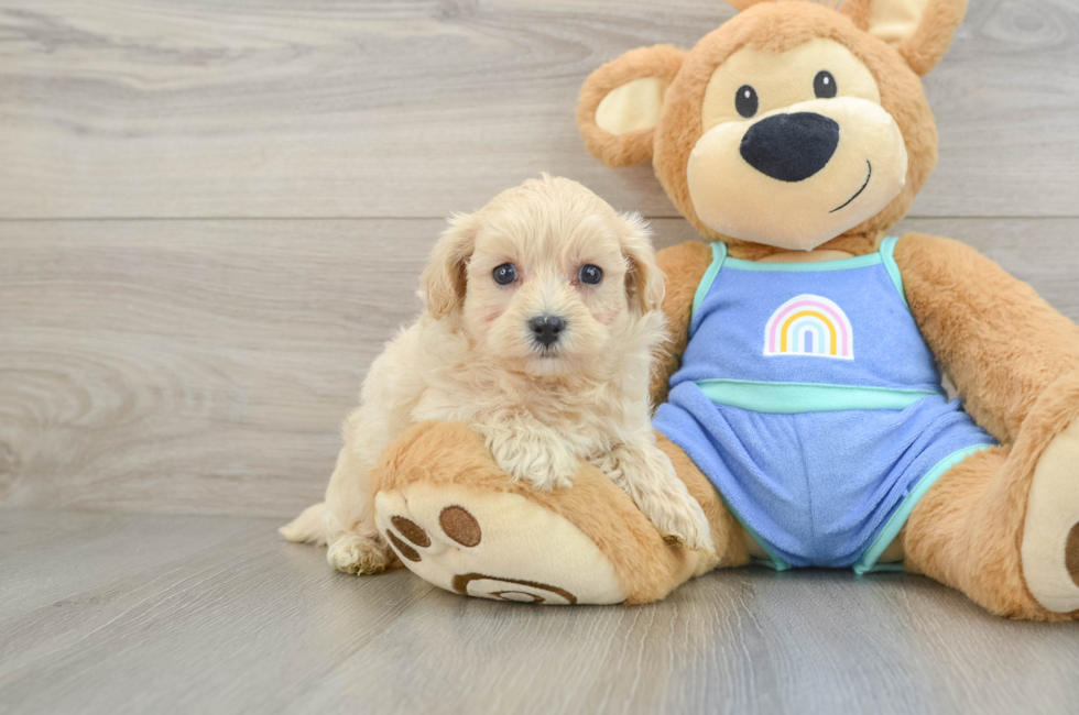 6 week old Maltipoo Puppy For Sale - Seaside Pups