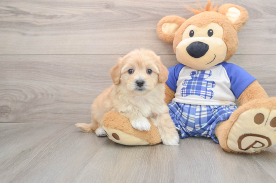 Petite Maltipoo Poodle Mix Pup