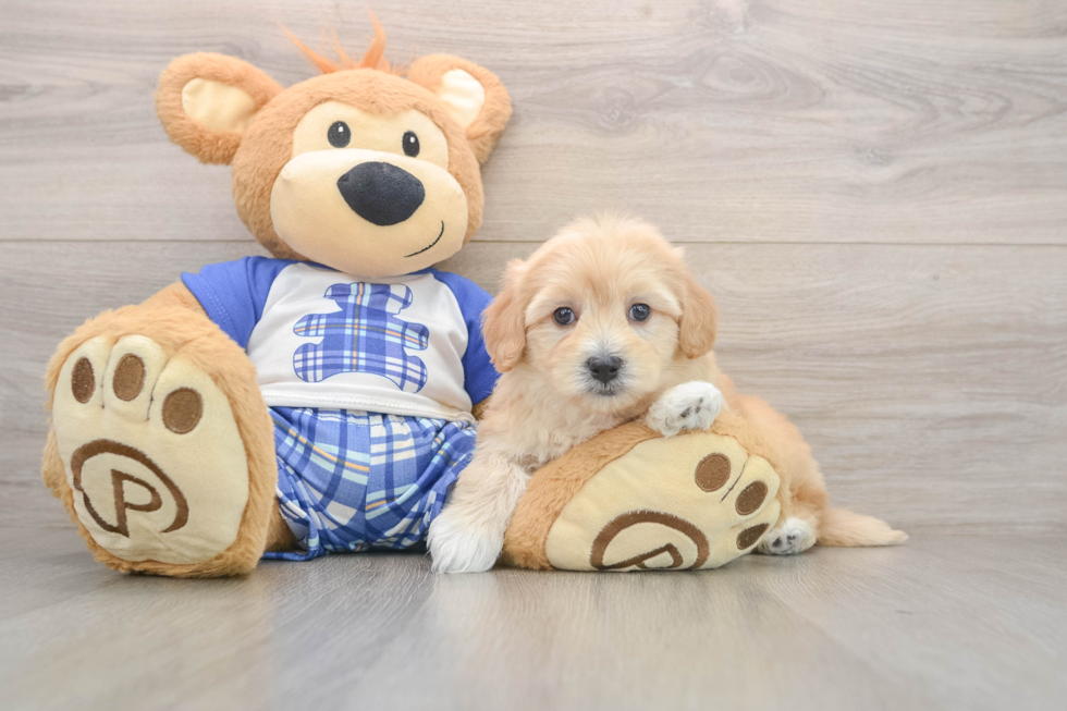 Popular Maltipoo Poodle Mix Pup