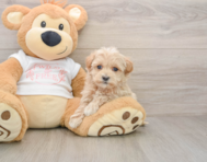 8 week old Maltipoo Puppy For Sale - Seaside Pups