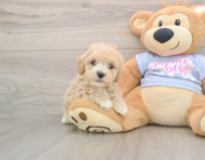 9 week old Maltipoo Puppy For Sale - Seaside Pups