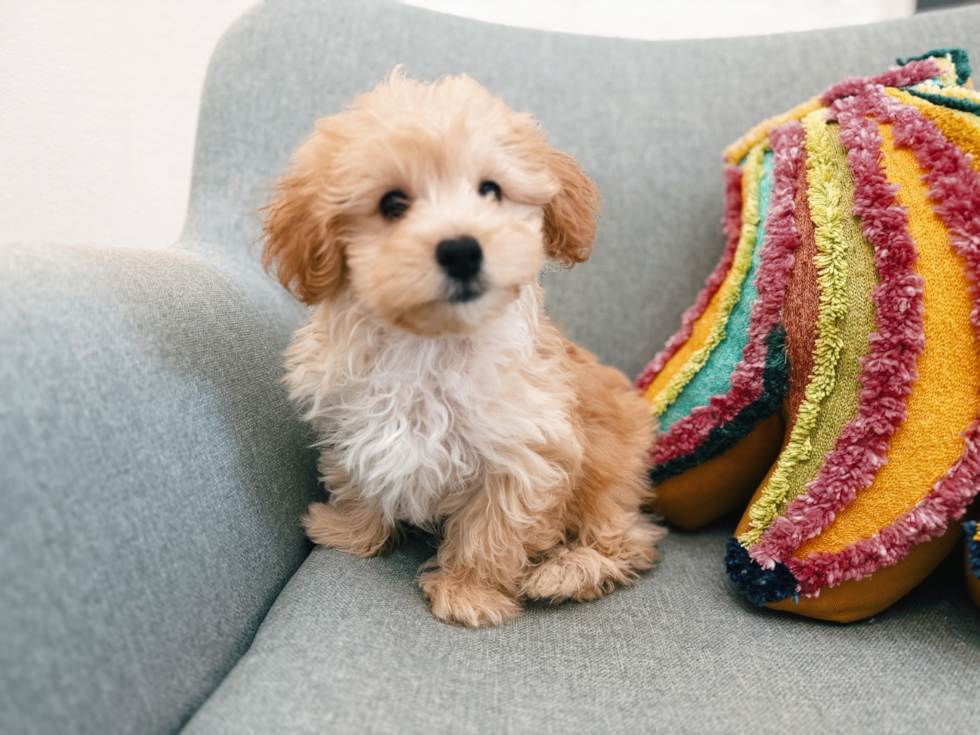 Maltipoo Puppy for Adoption