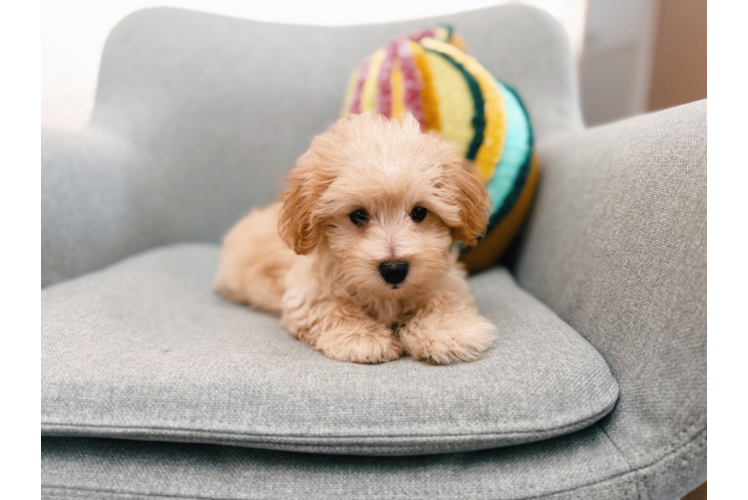 Maltipoo Pup Being Cute