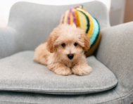 11 week old Maltipoo Puppy For Sale - Seaside Pups