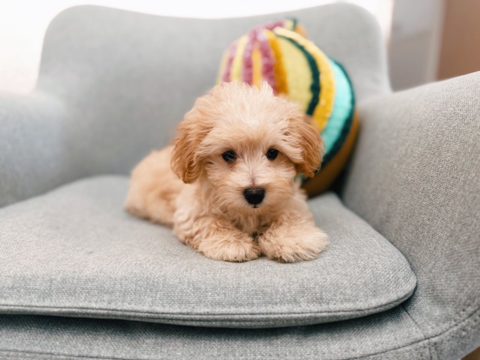 Maltipoo Pup Being Cute