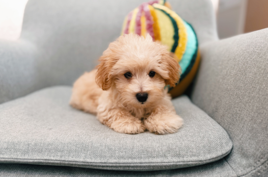 Maltipoo Pup Being Cute