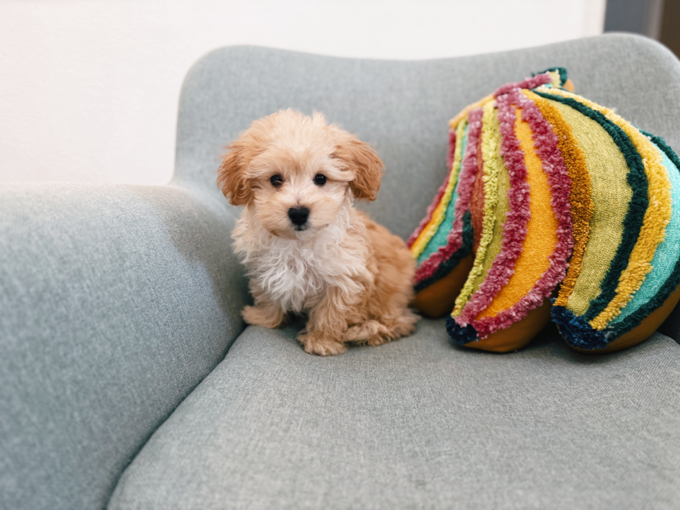 Maltipoo Pup Being Cute