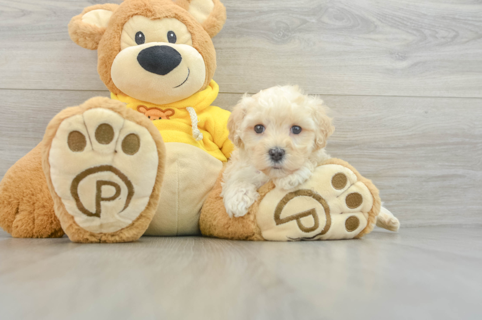 6 week old Maltipoo Puppy For Sale - Seaside Pups