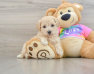 8 week old Maltipoo Puppy For Sale - Seaside Pups