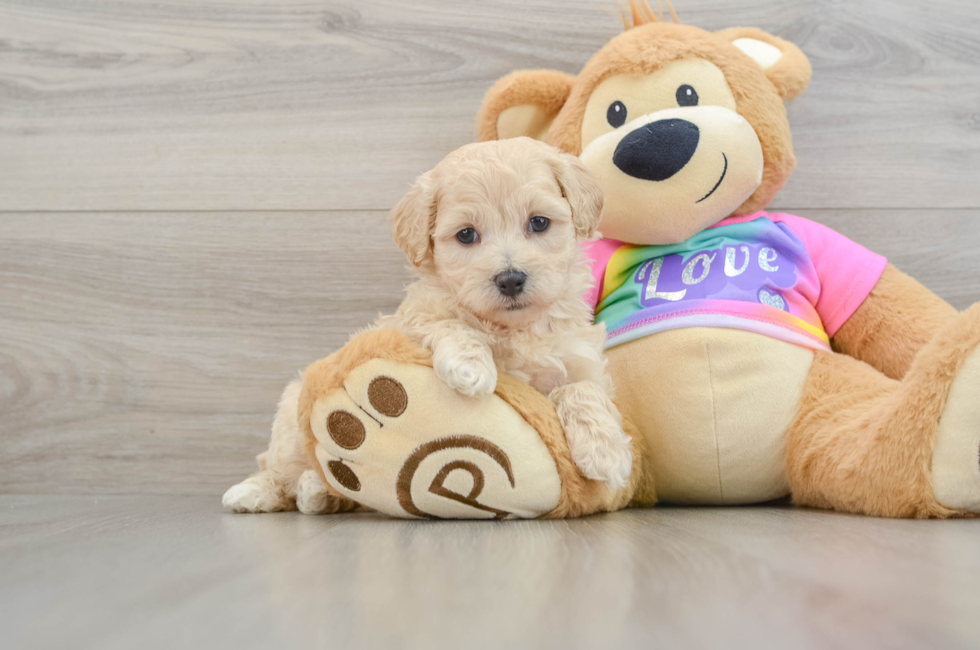 8 week old Maltipoo Puppy For Sale - Seaside Pups