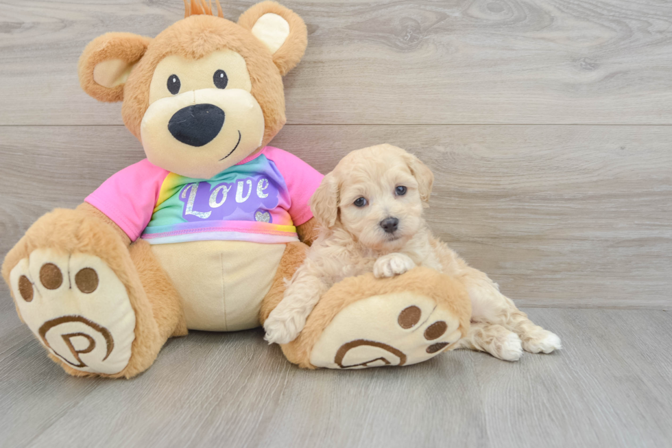 Energetic Maltese Poodle Poodle Mix Puppy