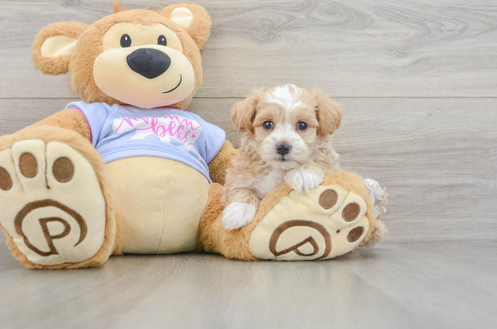 6 week old Maltipoo Puppy For Sale - Seaside Pups