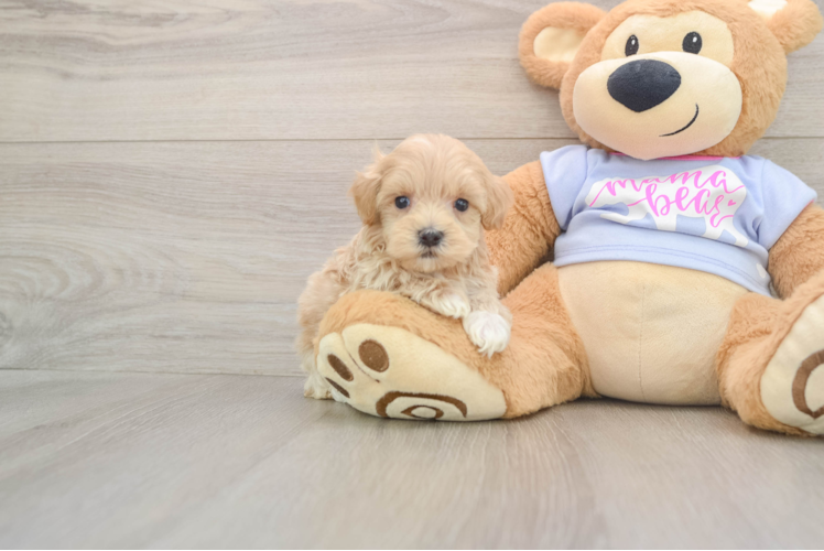 Smart Maltipoo Poodle Mix Pup
