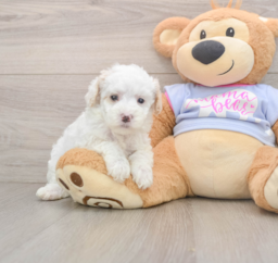 7 week old Maltipoo Puppy For Sale - Seaside Pups