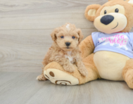 8 week old Maltipoo Puppy For Sale - Seaside Pups