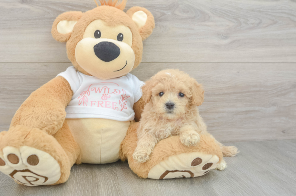 5 week old Maltipoo Puppy For Sale - Seaside Pups