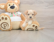 7 week old Maltipoo Puppy For Sale - Seaside Pups
