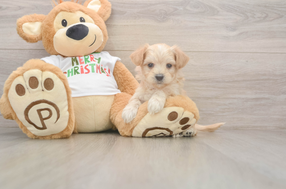 5 week old Maltipoo Puppy For Sale - Seaside Pups