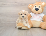 8 week old Maltipoo Puppy For Sale - Seaside Pups
