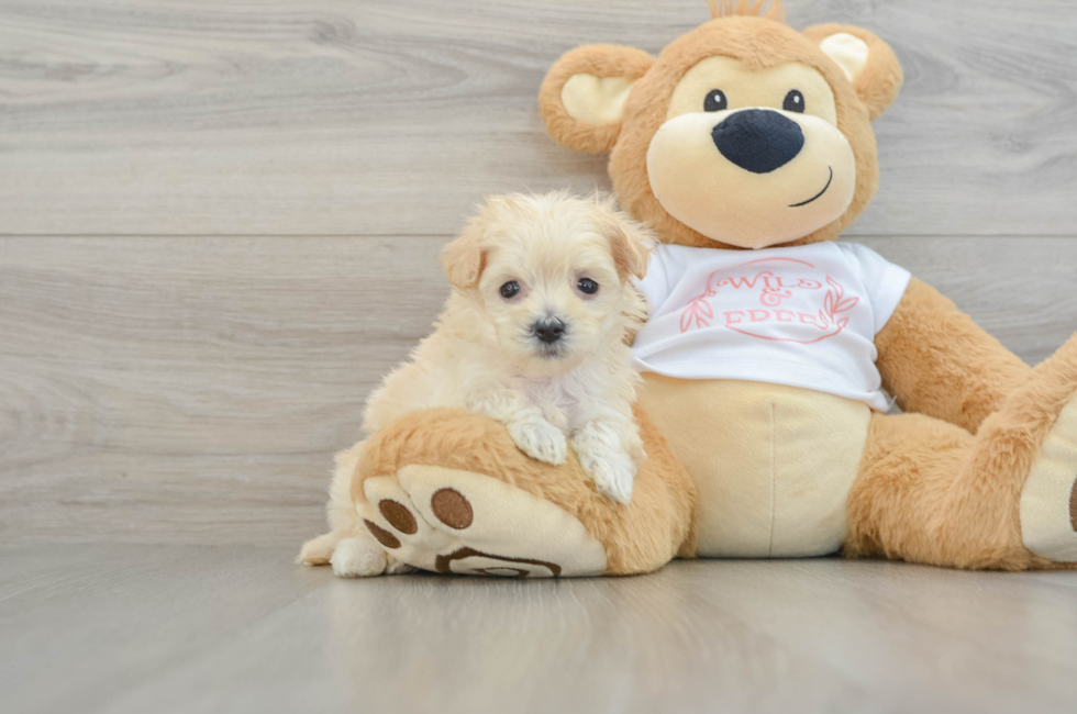 7 week old Maltipoo Puppy For Sale - Seaside Pups