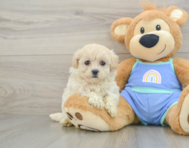 8 week old Maltipoo Puppy For Sale - Seaside Pups
