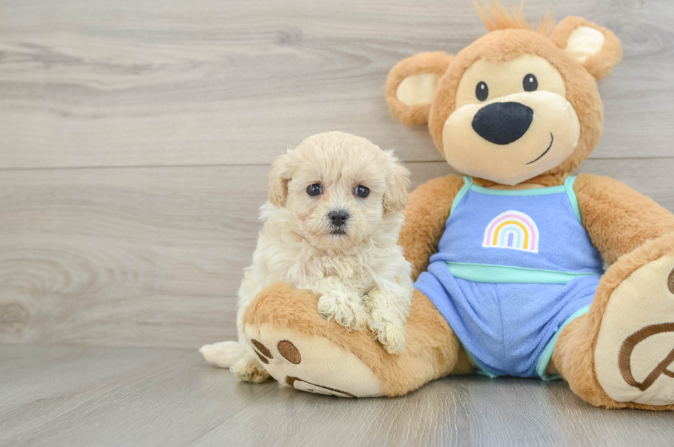6 week old Maltipoo Puppy For Sale - Seaside Pups