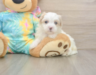 7 week old Maltipoo Puppy For Sale - Seaside Pups