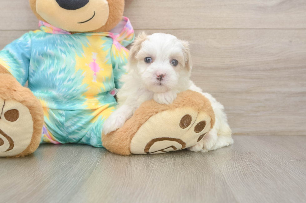 5 week old Maltipoo Puppy For Sale - Seaside Pups