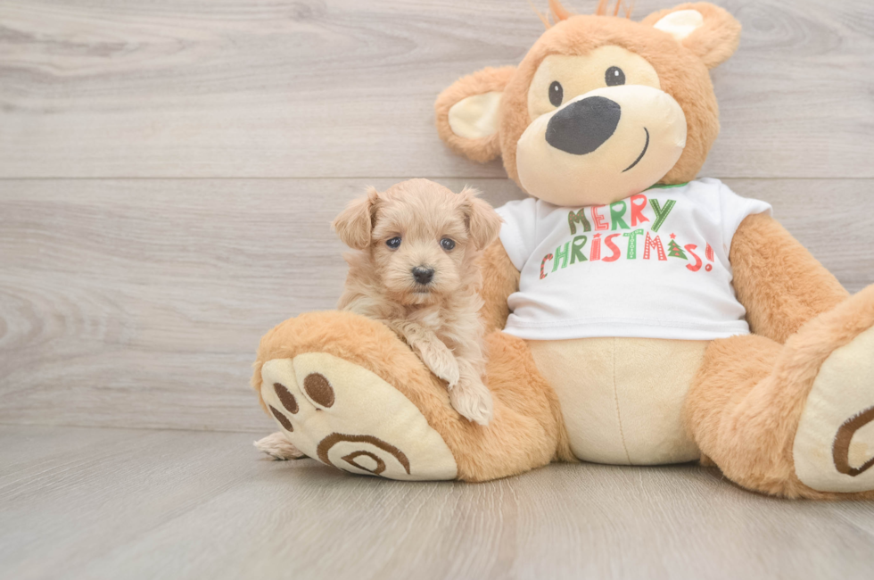 5 week old Maltipoo Puppy For Sale - Seaside Pups