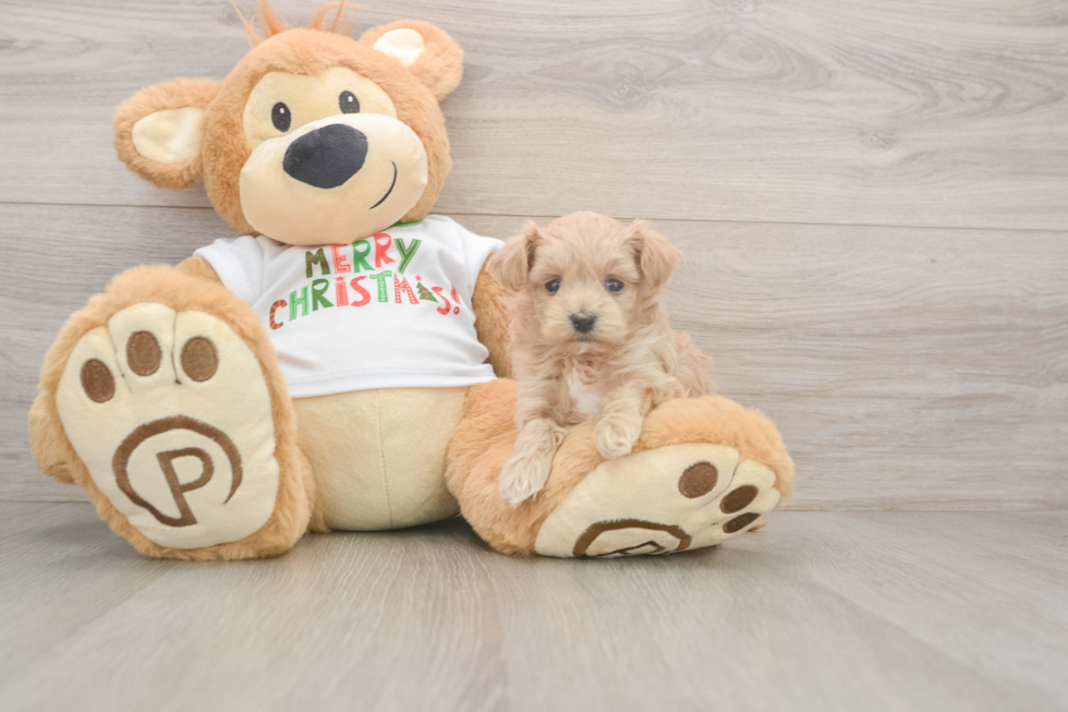 Maltipoo Puppy for Adoption