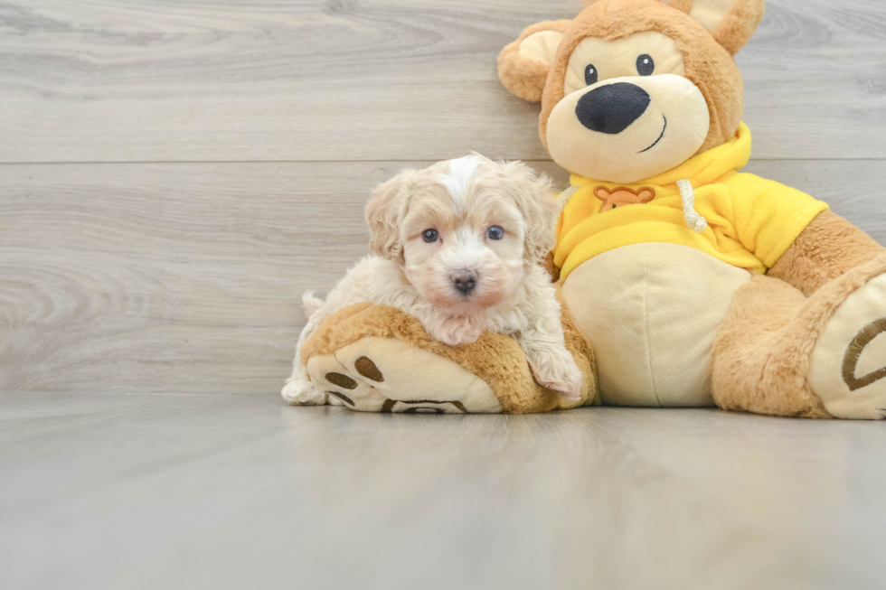 Best Maltipoo Baby