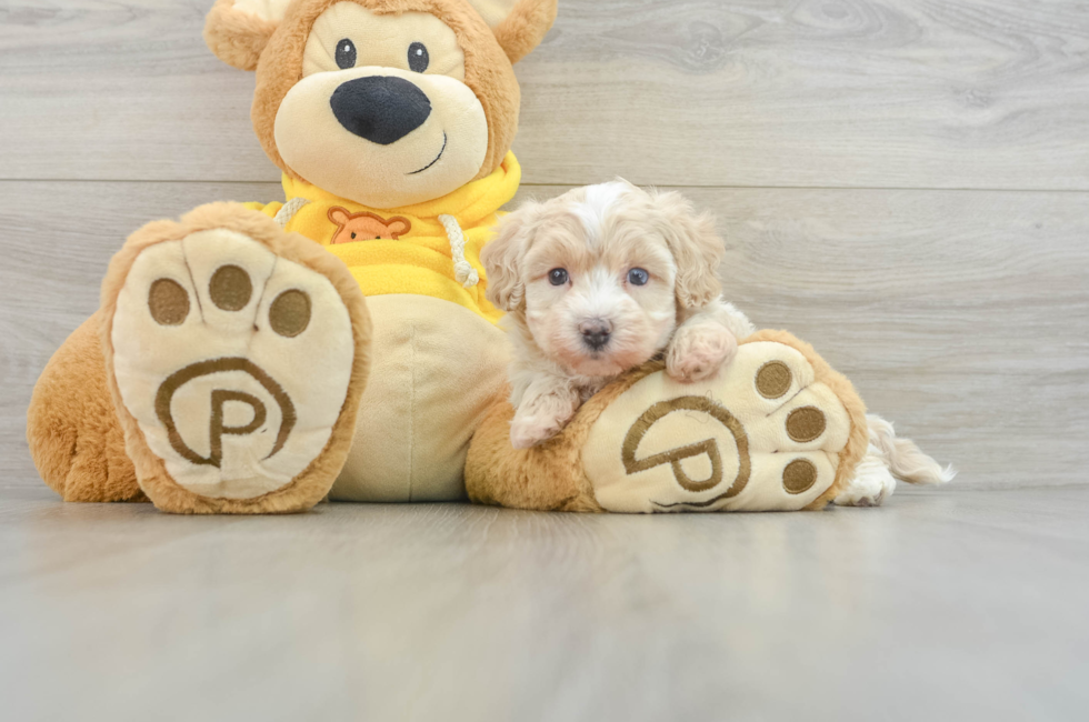 6 week old Maltipoo Puppy For Sale - Seaside Pups