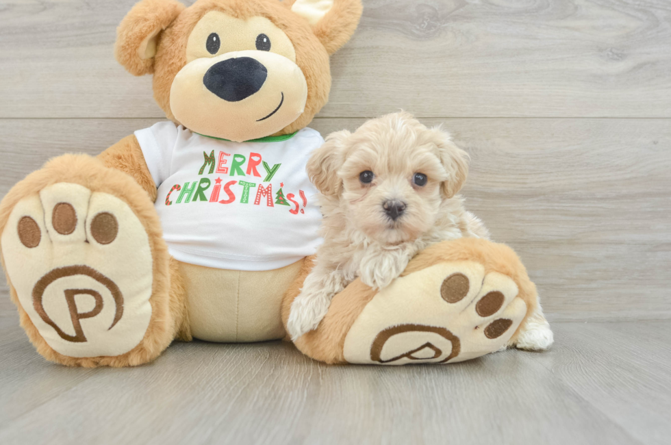 6 week old Maltipoo Puppy For Sale - Seaside Pups