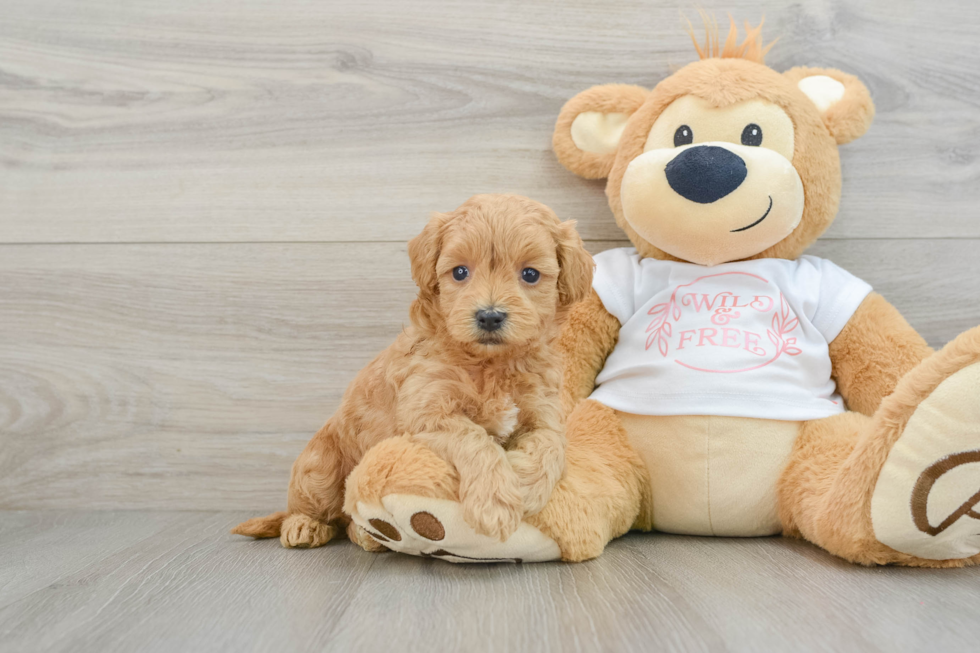 Maltipoo Pup Being Cute