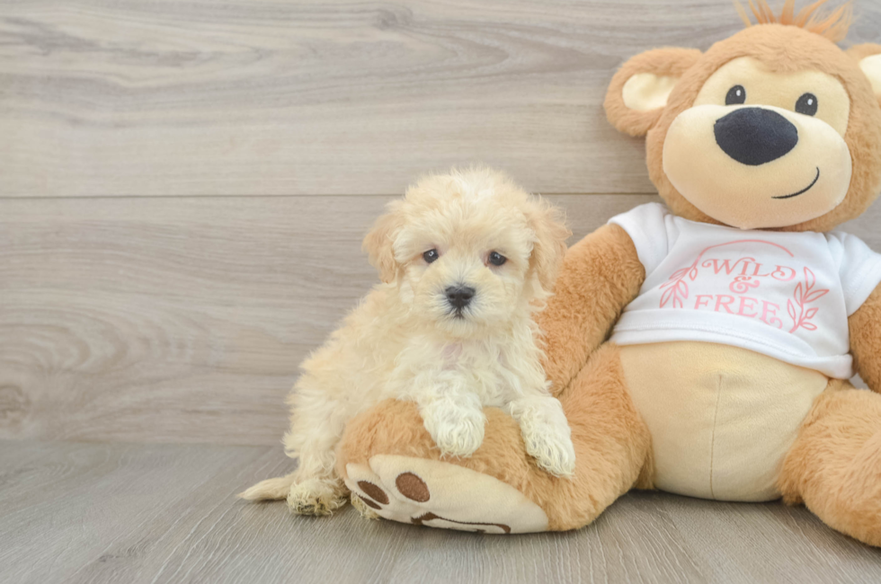 5 week old Maltipoo Puppy For Sale - Seaside Pups