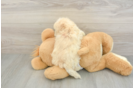 Sweet Maltipoo Baby