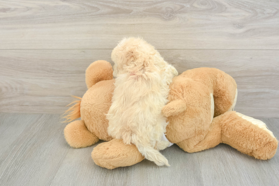 Sweet Maltipoo Baby