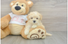 Maltipoo Pup Being Cute