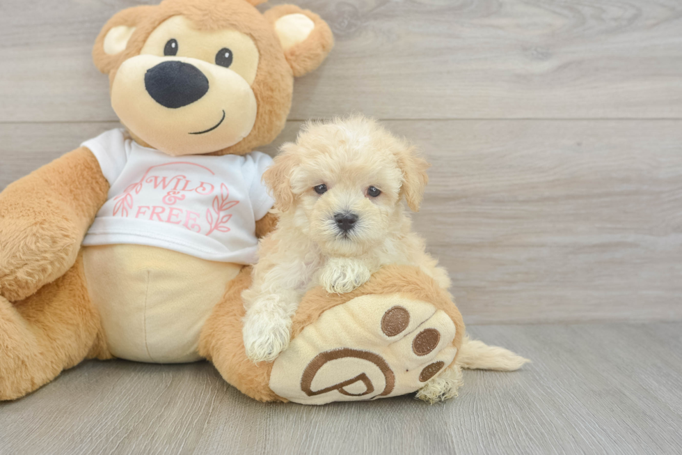Maltipoo Pup Being Cute