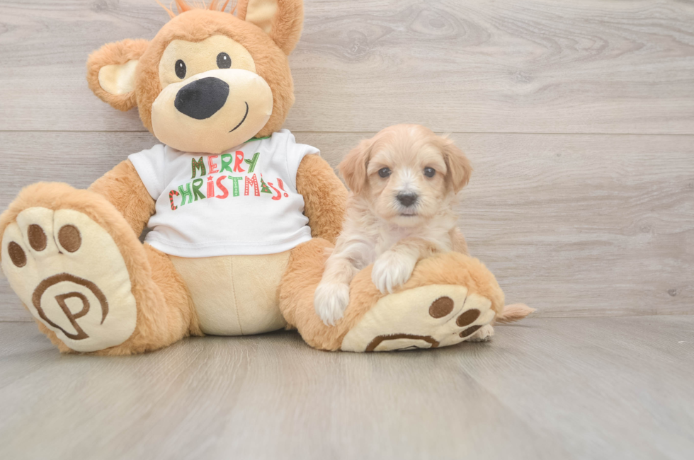 5 week old Maltipoo Puppy For Sale - Seaside Pups