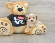 8 week old Maltipoo Puppy For Sale - Seaside Pups