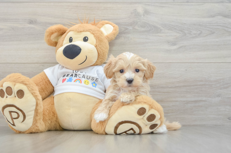 7 week old Maltipoo Puppy For Sale - Seaside Pups