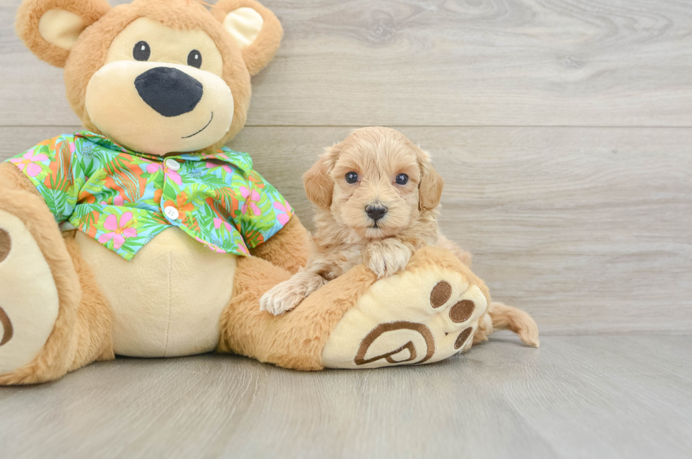 5 week old Maltipoo Puppy For Sale - Seaside Pups