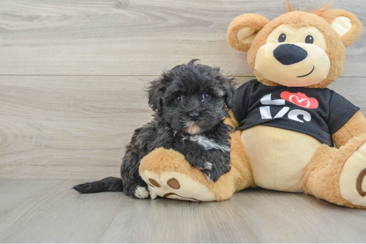 Little Malt Oodle Poodle Mix Puppy