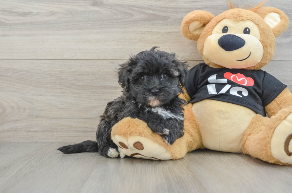5 week old Maltipoo Puppy For Sale - Seaside Pups