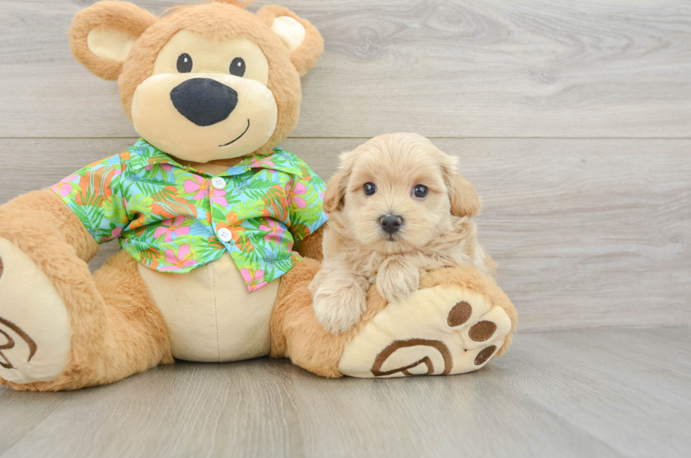 5 week old Maltipoo Puppy For Sale - Seaside Pups